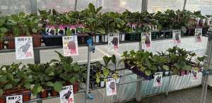 野菜苗、花苗ぞくぞく入荷中