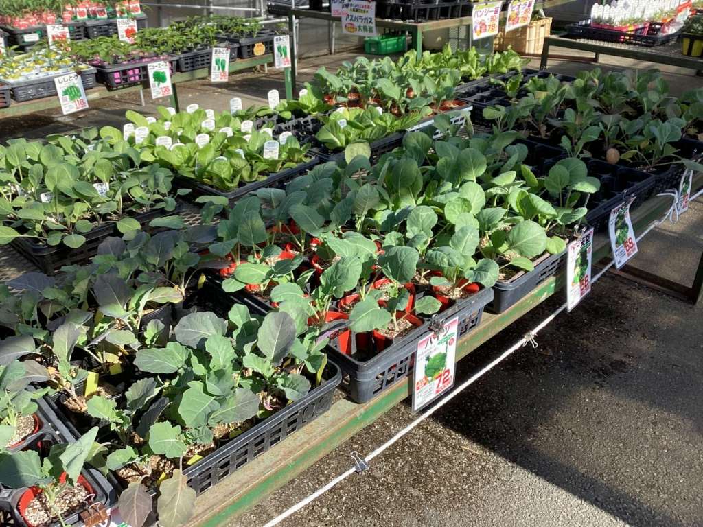 夏野菜苗の入荷はじまりました！