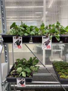 夏野菜苗入荷しました🌱