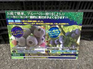 ブルーベリー苗入荷しました🫐