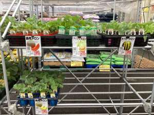 きゅうり、スイカ、メロンの苗が入荷しました