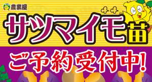 【ご予約受付中！】🍠サツマイモ苗のご予約は農業屋阿久比店まで！🍠