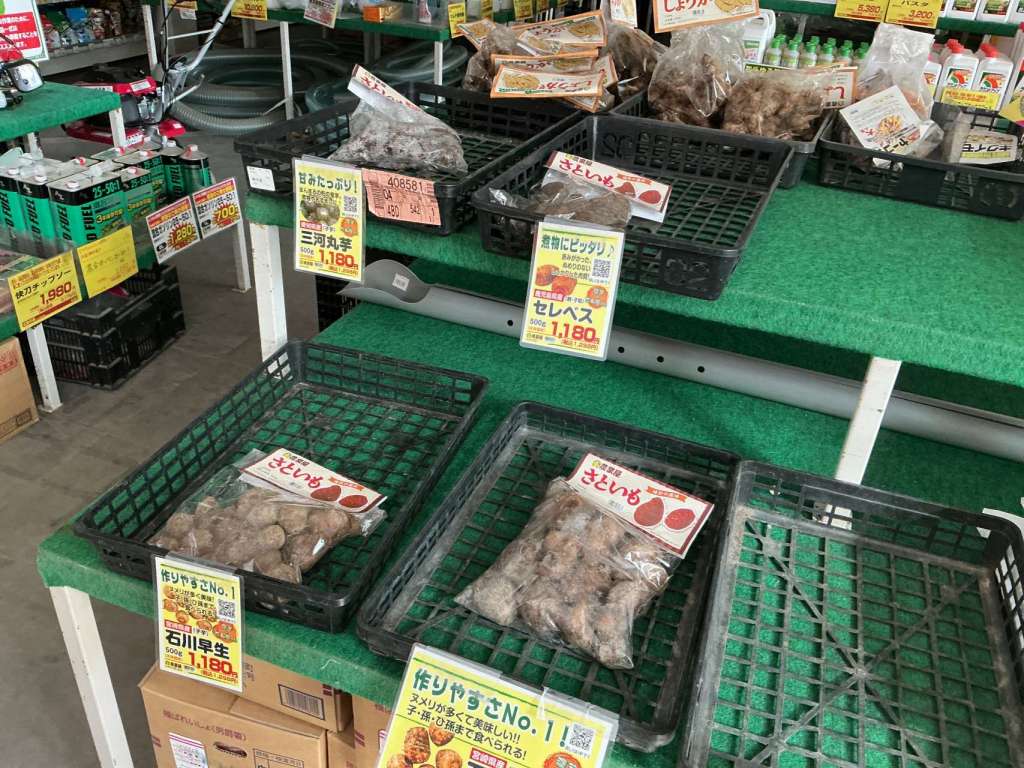 【ぞくぞく入荷中！】サトイモ・ショウガ販売中です！