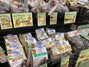 里芋・生姜種芋入荷開始！