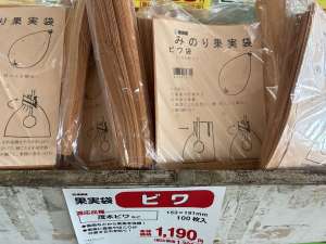 ビワの袋掛けをしましょう！