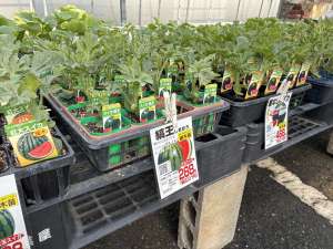スイカ、メロン、キュウリ苗の入荷開始！
