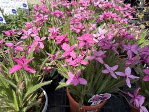 お値打ち！花苗が限定入荷！！