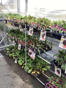 本日、菜園教室の開催日です。