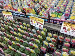 菊苗が入荷しました！