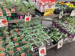トマト、ピーマン等、野菜苗の入荷が始まりました！