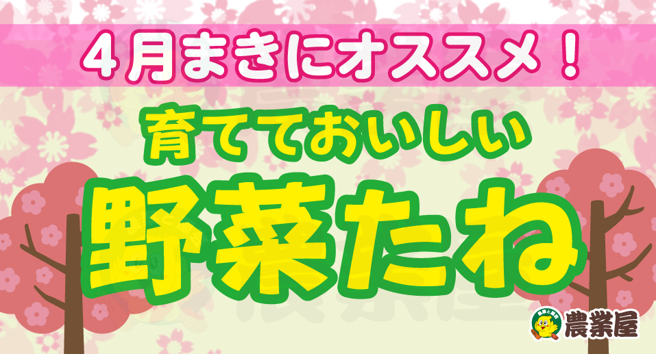 4月まきのオススメ野菜たね！