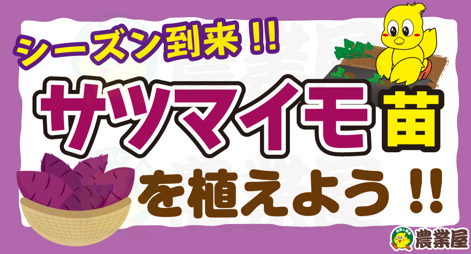 サツマイモ苗を植えよう！