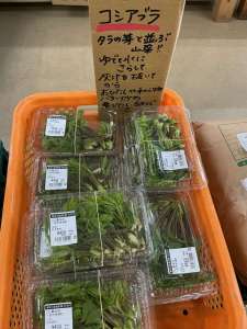 🌱こしあぶら🌱