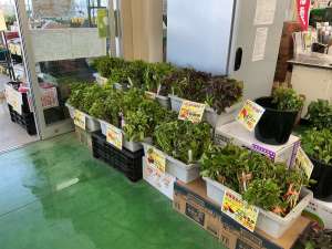 サツマイモ🍠の苗が入荷！！