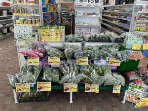 さつまいも苗続々入荷中！！