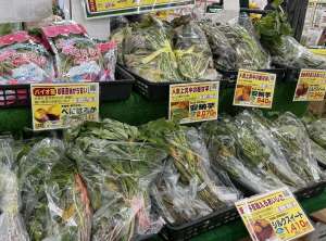 さつまいも苗が入荷中