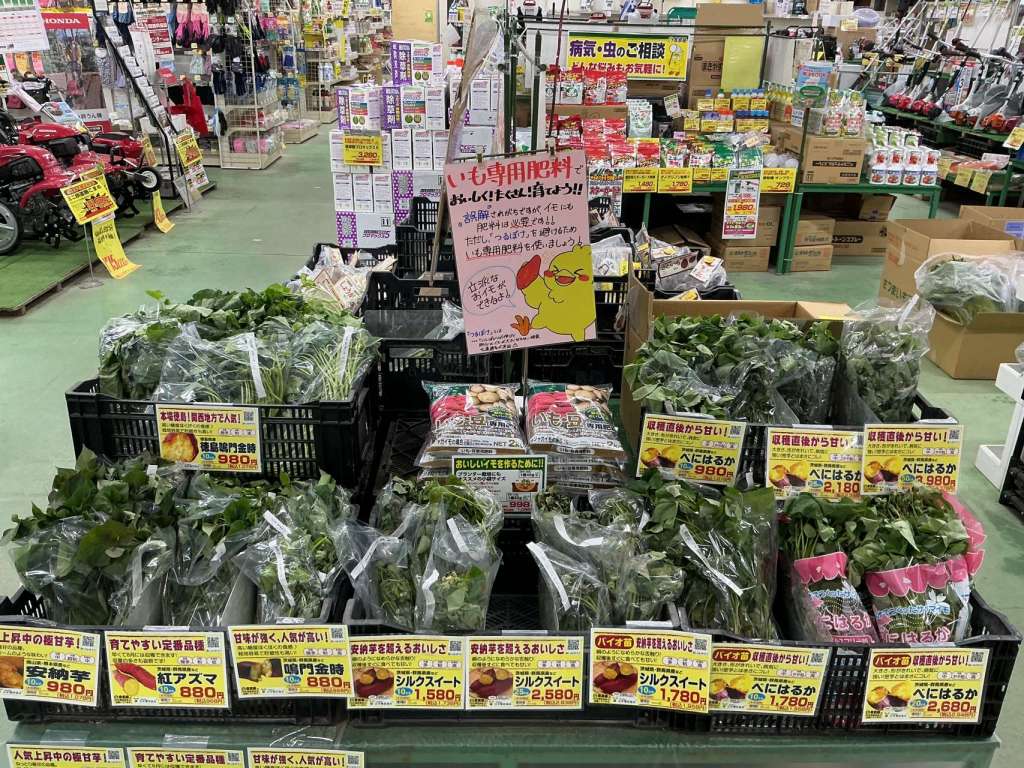 🍠{サツマイモ苗入荷しました！