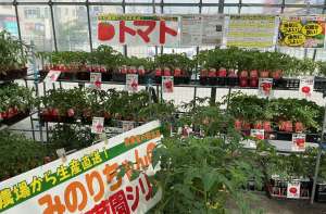 夏野菜苗　母の日のお花は当店で！