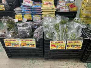 さつまいも苗入荷中！