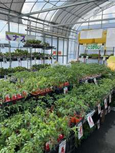 夏野菜苗続々入荷中！