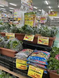 サツマイモ苗植えましょう！