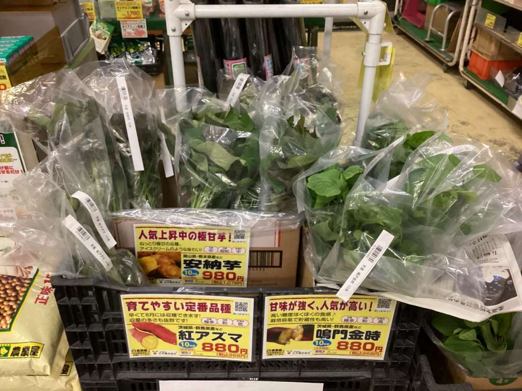 さつまいも苗の入荷が始まりました