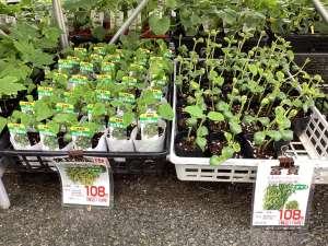 新入荷のお知らせです