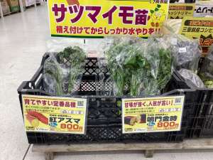 さつまいも苗入荷しました！