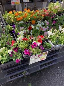 ペチュニアは今が植えどきです♪