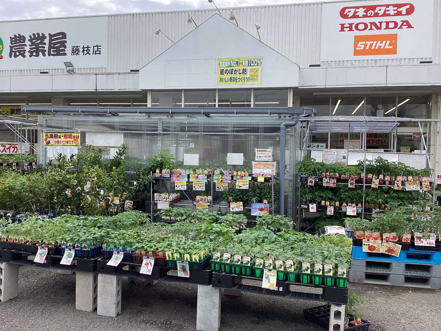 野菜苗、続々と入荷しています。
