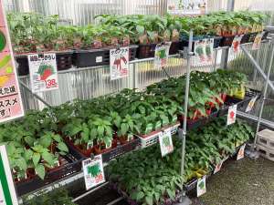 野菜苗、続々と入荷しています。