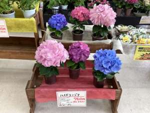 新しい鉢花が入荷しました