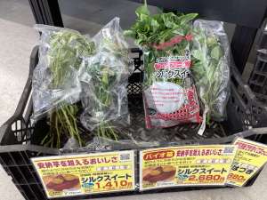サツマイモの苗いかがでしょうか？