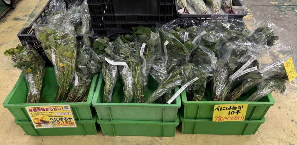 サツマイモ苗が入荷しています！