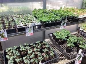 オクラ、ゴーヤー、とうもろこしの苗の入荷が始まりました！