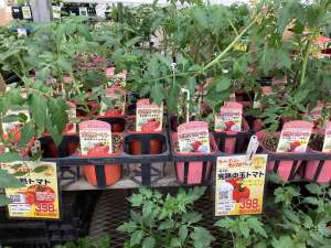 いよいよ夏野菜の苗の植え付け時です！