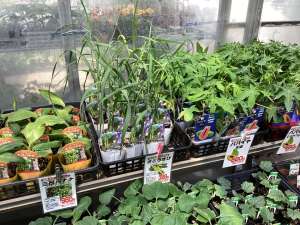 南国フルーツ苗が入荷しました！