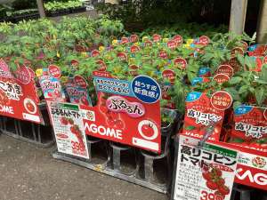 カゴメのトマト苗が入荷しました！