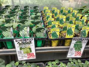 やわらか丸オクラの苗が入荷しました！