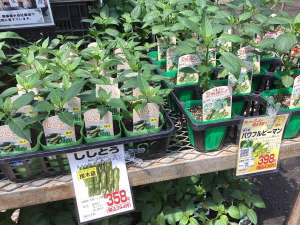 新商品！ししとうの接木苗が入荷しました！