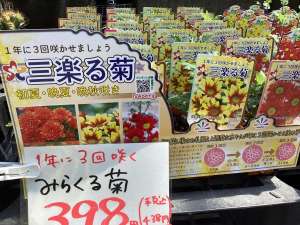 1年で3回咲く菊