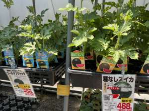 種無しスイカ&ピノガール苗が入荷しました！