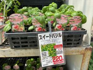 バジルの苗が入荷しました！