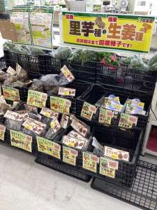 里芋種、3割引で販売中です