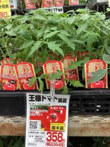 王様トマト苗が入荷してます！