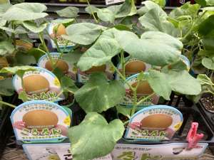 ミニメロン『ころたん』の苗が入荷しました！