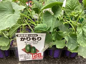 かりもりの苗が入荷しました！