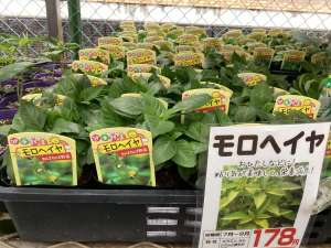 モロヘイヤ苗入荷！