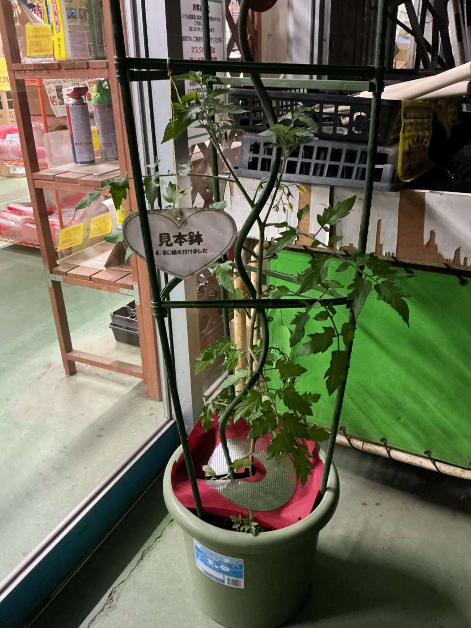 トマト苗　成長日記