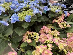 アジサイ、カーネーションが入荷しました！